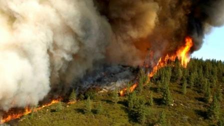 Orman Yangınlarının Nedenleri