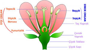 Gelişmiş Bir Çiçeğin Yapısı 